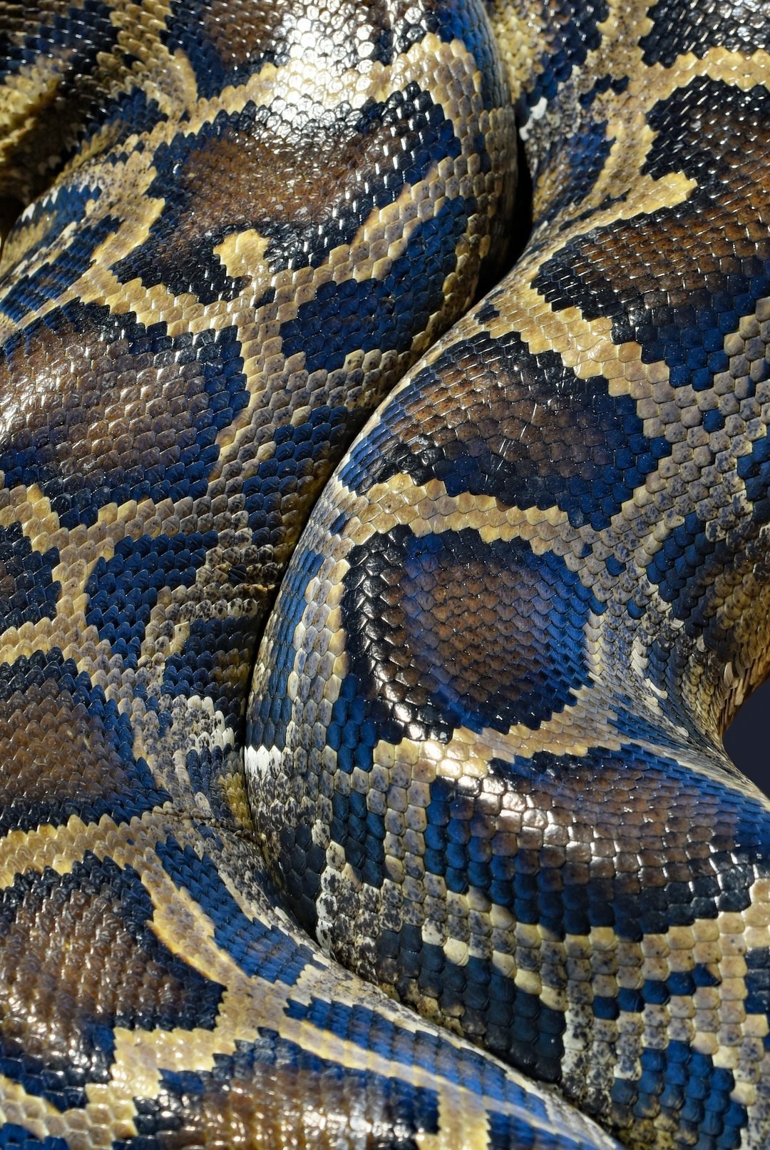 It may not be to everyone’s liking, but I think the camouflage pattern and mostly blue iridescent sheen on this Burmese python is beautiful. The camouflage is very effective in the Asian jungle lying on dead leaves and under fallen sticks and branches. Unfortunately, some of these snakes escaped captivity during hurricane Andrew, and are now a pest in the Florida Everglades.